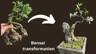 Transforming an Ugly Tree into a Beautiful Mini Bonsai &ndash; So Easy!