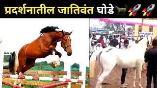 प्रदर्शनातील जातिवंत घोडे  🐎🚀#horse #horseriding #horsetypes #ghada 