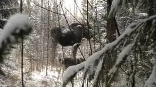 &Auml;lgjakt Lapinkairan Ilo Tjur 2012