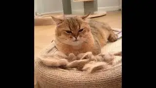 Spazzola a Vapore per Gatti