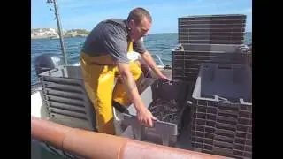 Baitbox - Catching Sand Eel Sea Bait