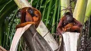 PERU - Amazonia Lake Sandoval