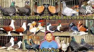 মনা ভাইয়ের ধামাকা  পাইকারির চেয়েও কম দামে কবুুতর কিনুন | pigeon video | কবুুতর | fancy pigeon |