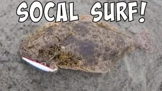 Legal Halibut and more! [SoCal Surf Fishing]