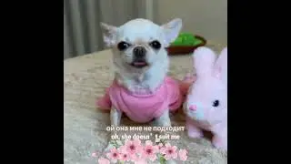 Чихуахуа Мия 🐶🥰🤗 #chihuahua #chihuahuafanclub #cute #милота #puppy #merrychristmas #christmas