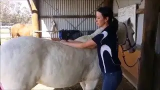 How to Check if Your Horse's Back is Sore