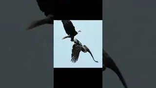 animal reaction video. #reactionvideo #reaction