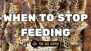 BEEKEEPING: When to STOP Feeding in the Summer