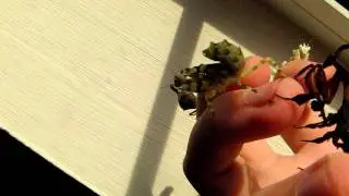 Mantis diversity