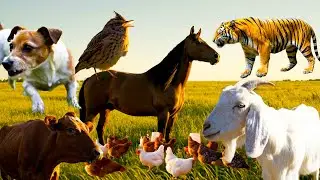 Wild Animal Sounds In Nature: Elephant, Rooster, Cow, Horse, Dog, Hen, Duck,... | Animal Moments