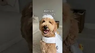 Oliver never misses an opportunity for free treats #dogs #dogcomedy