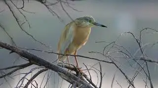 Squacco heron - Cyprus 2021