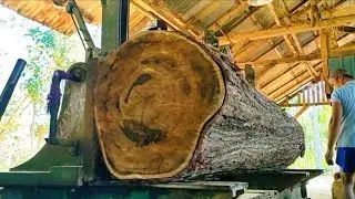 The sawing process of super hard and strong acacia wood