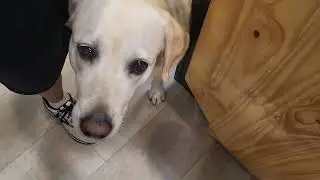 Slow Feeder Toppl Dog Toy