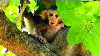 Poor baby monkey Polino cry loudly, Kidnapper still kidnapping Polino baby monkey