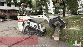 Roman Tree Care Service