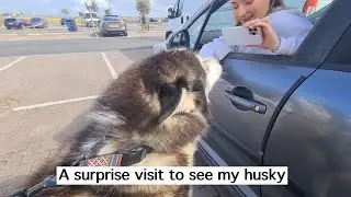 I took a trip and SURPRISED my HUSKY