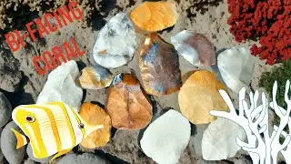 Bifacing Clunky Petrified Coral Spalls.