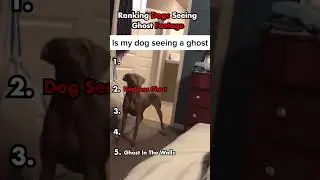 Ranking Dogs Seeing Ghosts