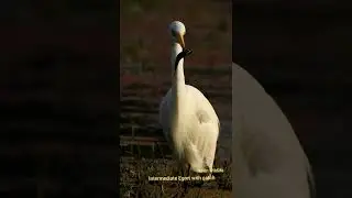 Intermediate Egret with catch @ Keoladeo National Park, India #Short