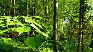 The Enchanting Song of the Golden Oriole – Relaxing Nature Sounds 🌿✨