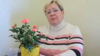 КОМНАТНАЯ РОЗА. УСЛОВИЯ ВЫРАЩИВАНИЯ.