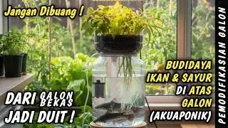 Budidaya Ikan dan Sayur dalam Galon Bekas || JADI CUAN || Hemat dan Kreatif
