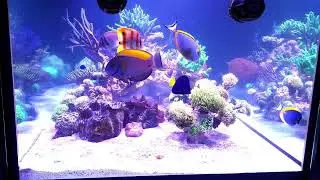 Kadu Reef 4. 1500l - 400g - Centro