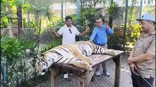 थाईलैंड में शेरके साथ 🙏।       #Sher#Thailand#India#Haryana#Hisar#jungali supari#jungle##Van vibhag