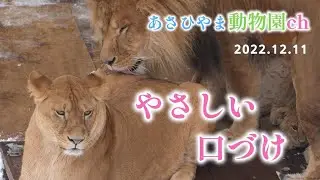 ほのぼのライオンファミリー「やさしい口づけ」あさひやま動物園チャンネル《非公式》A Gentle Kiss.