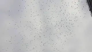 Cedar Waxwings In Flight