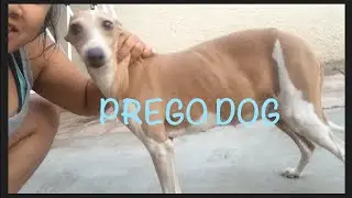 PREGNANT DOG | SUMMER VLOGS 2016| SASSYCBONGS