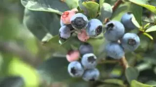 Georgia Grown Blueberries