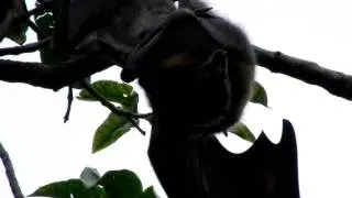 bats mating in sydney botanical gardens