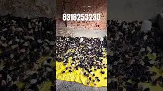 1000 desi chicks for sale