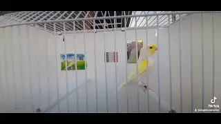 maschio in muta che terr&ograve;  sicuramente Giallo Mosaico  LINEA MASCHILE