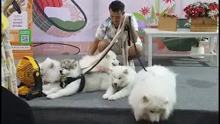 Bangkok Pet Show in Shopping Mall | Cute Dogs | Bangkok Imperial World Mall | Thailand