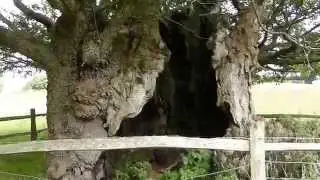 Queen Elisabeth Oak  - The third biggest Sessile Oak ever recorded -  G&ouml;mul hol Vetrareik