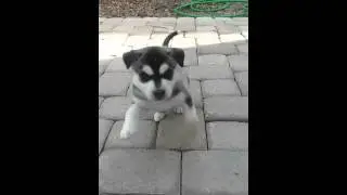 Pitsky