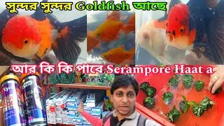 Shrirampur Fish Haat | Aquarium Fish Shop Serampore | Aquarium Fish Market | Serampore Haat 