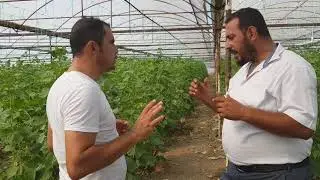 SALATALIK SERASINDA 17 GÜNDE HASAT 0553 313 83 84