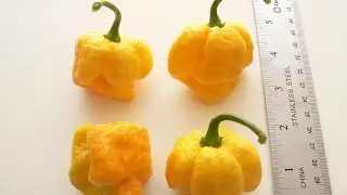 ⟹ 7 Pot Yellow Pepper, Capsicum chinense, PLANT REVIEW
