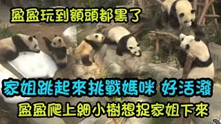 1月15日 活潑好動的家姐仔，和媽媽玩得好開心，一支箭一樣逃跑，高能量的親子互動#大熊貓家姐細佬#大熊貓加加得得 #panda