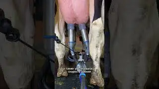 Transfaire на &laquo;Гатчинском&raquo; #farming #rapid #сельскоехозяйство #transfaire