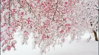♡/идеальная зима&nbsp;&ndash;/⋆/&mdash;perfect winter/ɞ