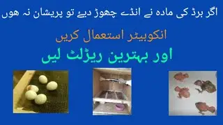 Don't worry if female of lovebird left her eggs before hatching