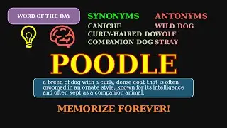 Poodle: The Intelligent & Stylish Dog Breed 🐩 A Pet & Cultural Word