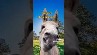 ASINI CHE SI GUARDANO..