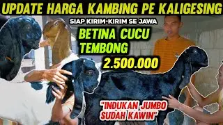 HARGA KAMBING INDUKAN BETINA SUPER | TERBARU KUALITAS PE KALIGESING