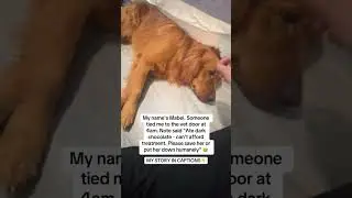 Dog poisoning emergency! The simple remedy most owners don&rsquo;t know&hellip;